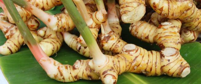 Benefits of the galangal herb for men