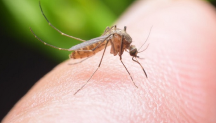154 174618 mosquito sterilization reduce spread