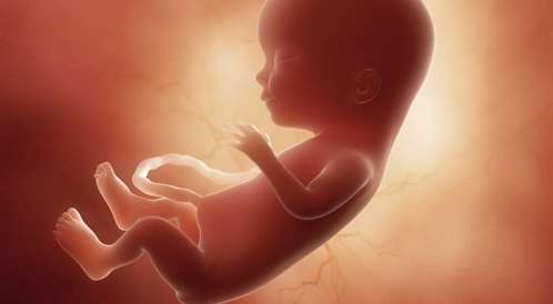 fetusdevelopment fetusdev 15 1126cd2f71d 7256 4d57 a39e 264621754062