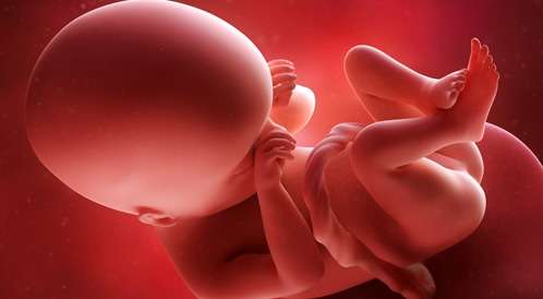fetusdevelopment fetusdev 19 2369284c52e 8100 4f5e 9251 7b7f14e2dec7